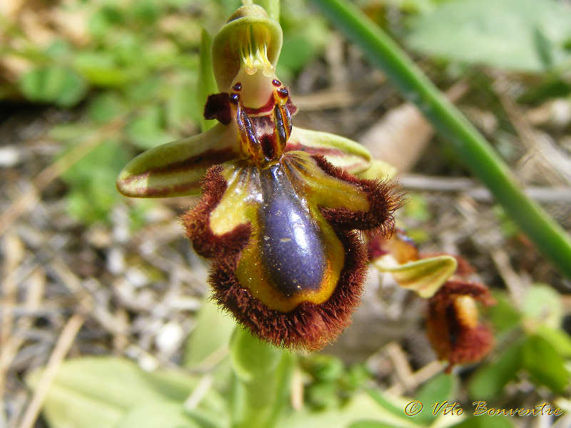 Ophrys speculum