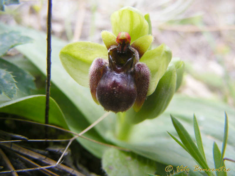 Ophrys bombyliflora