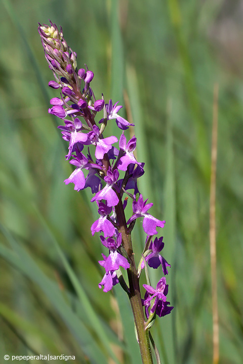 Anacamptis palustris - Sardegna 2011