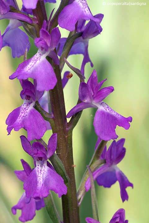 Anacamptis palustris - Sardegna 2011