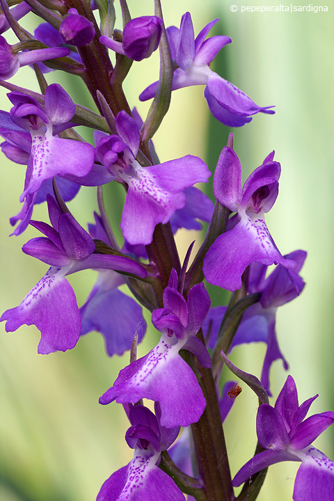 Anacamptis palustris - Sardegna 2011