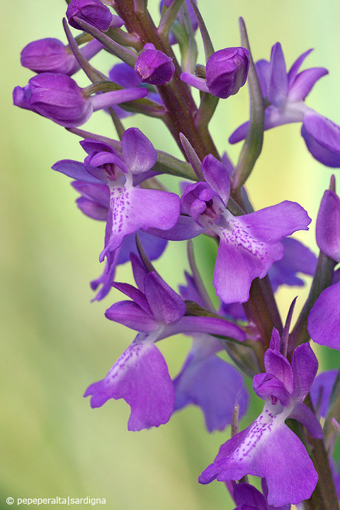 Anacamptis palustris - Sardegna 2011