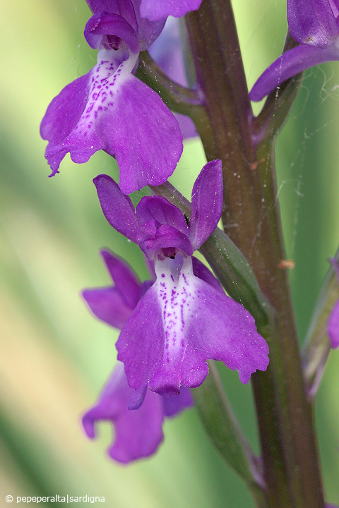 Anacamptis palustris - Sardegna 2011