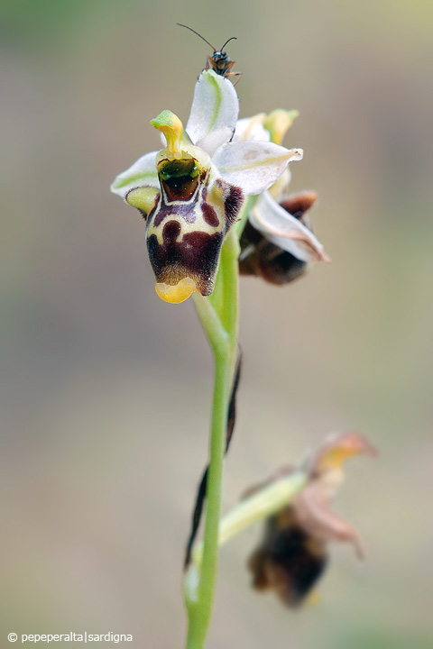 Ophrys conradiae