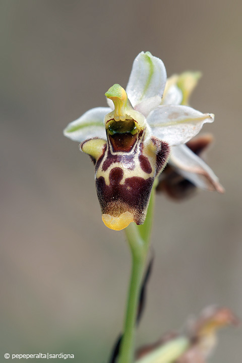 Ophrys conradiae