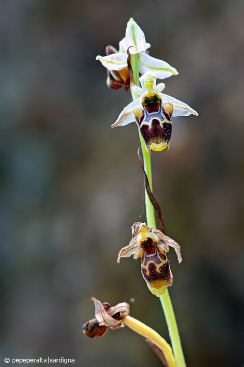 Ophrys conradiae