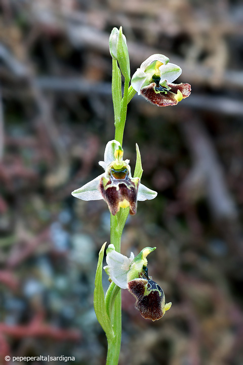 Ophrys conradiae