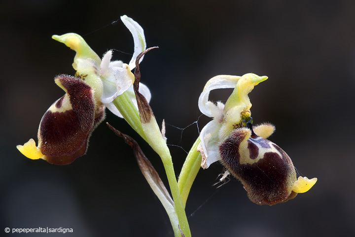 Ophrys conradiae