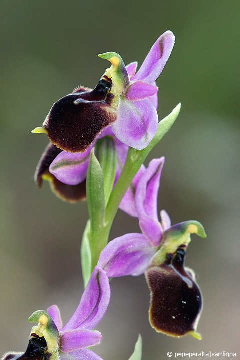 Ophrys panattensis Scurgli, A. Cogoni & A. Pessei, 1992