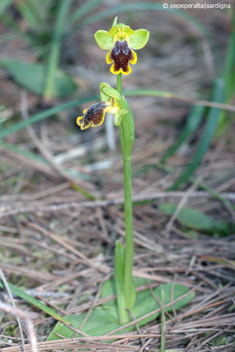 Ophrys subfusca liveranii?