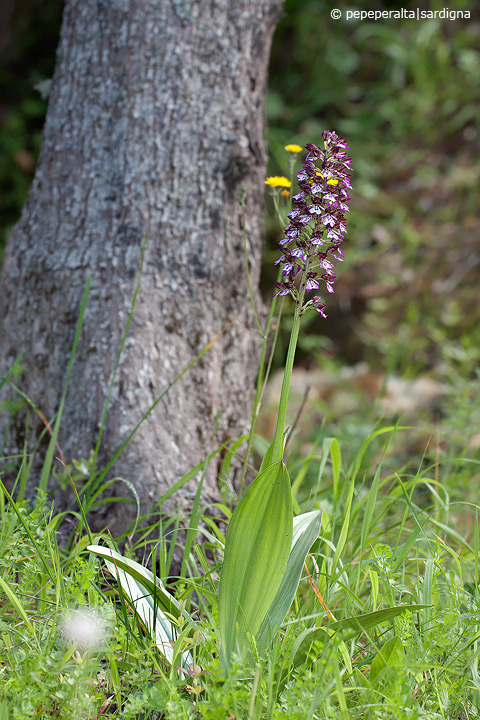 Orchis purpurea