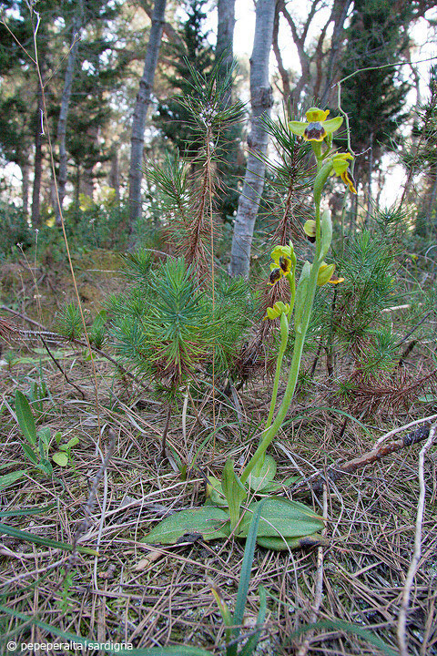 Ophrys subfusca liveranii?