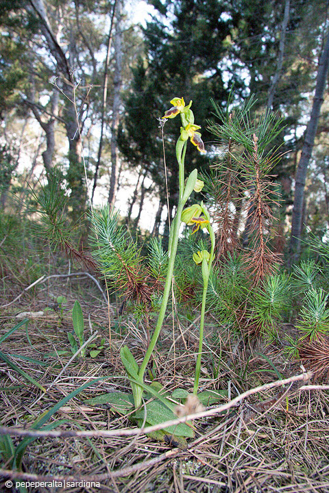 Ophrys subfusca liveranii?