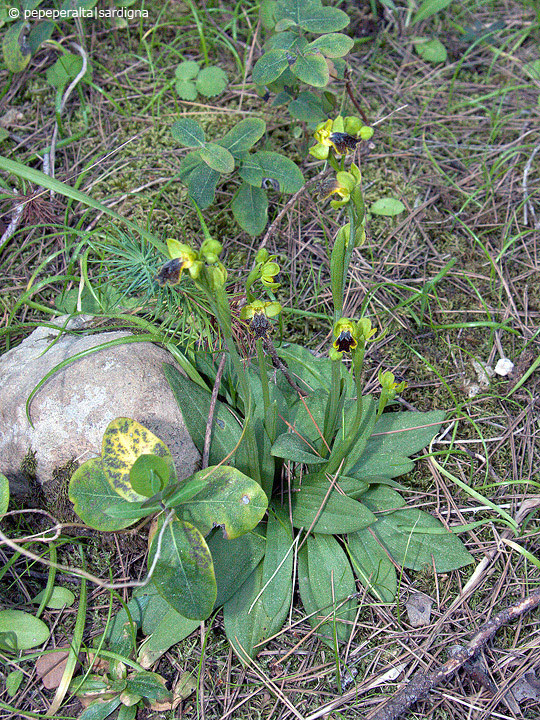 Ophrys subfusca liveranii?