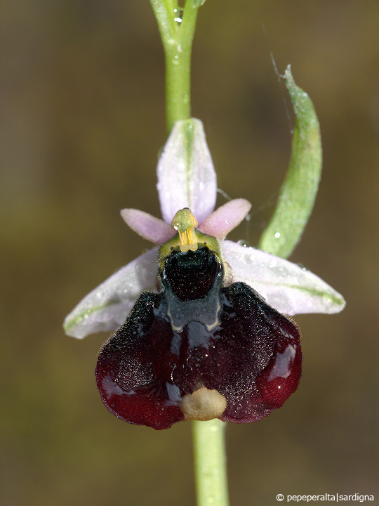 Ophrys chestermanii J.J. Wood, 1982