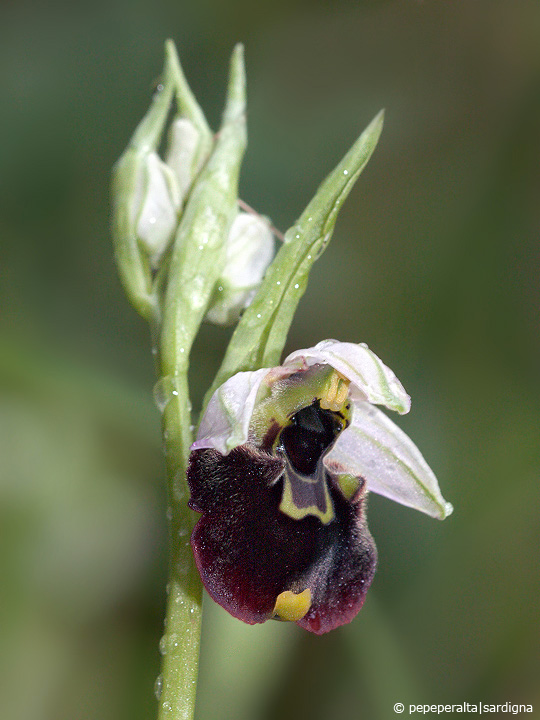 Ophrys chestermanii J.J. Wood, 1982