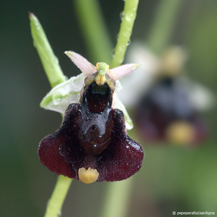 Ophrys chestermanii J.J. Wood, 1982