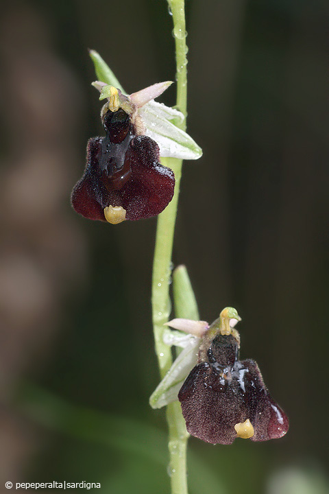 Ophrys chestermanii J.J. Wood, 1982