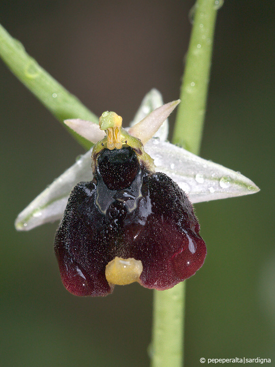 Ophrys chestermanii J.J. Wood, 1982