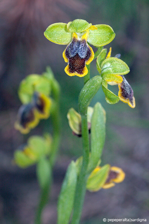 Ophrys subfusca liveranii?