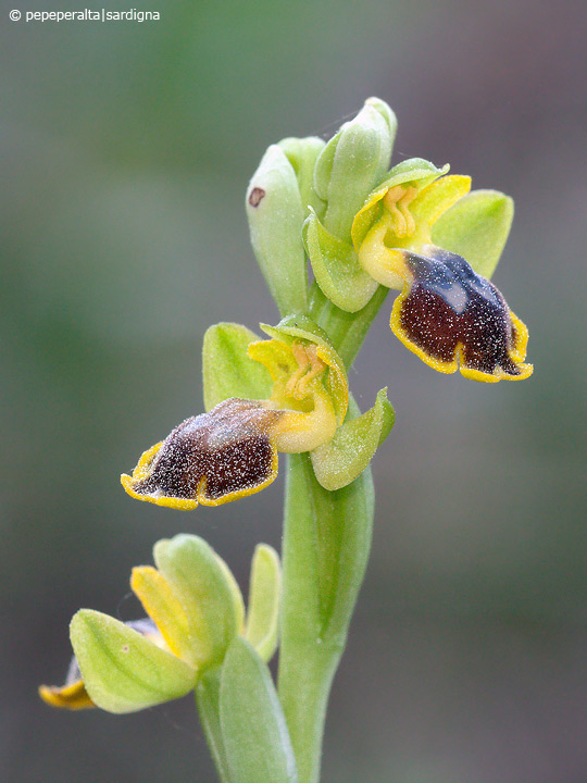 Ophrys subfusca liveranii?