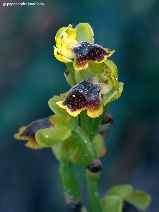 Ophrys subfusca liveranii?