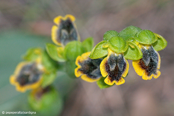 Ophrys subfusca liveranii?