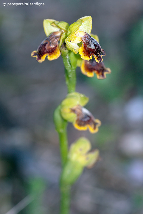 Ophrys subfusca liveranii?