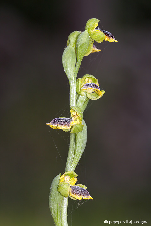 Ophrys subfusca liveranii?