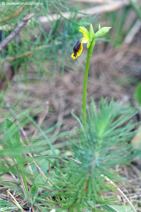 Ophrys subfusca liveranii?