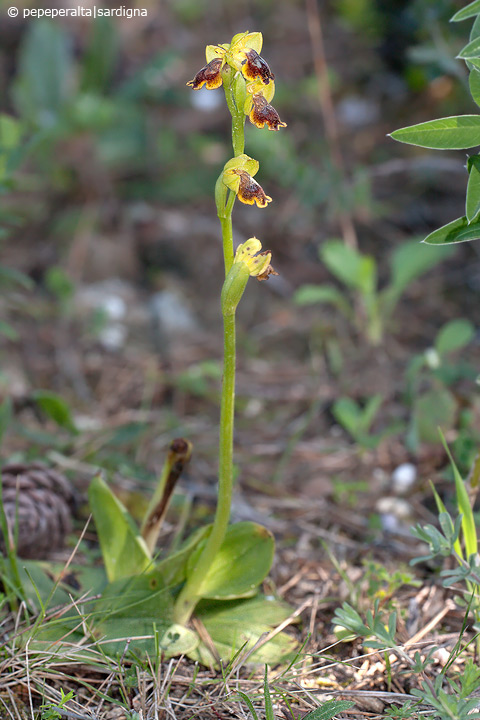 Ophrys subfusca liveranii?