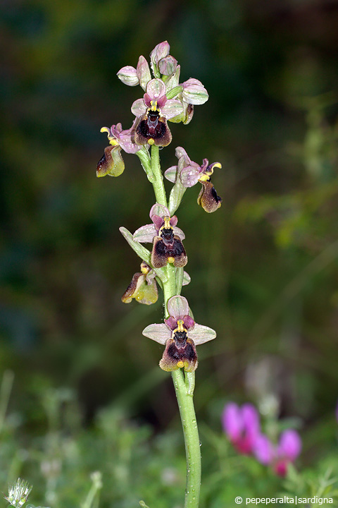 Ophrys normanii J.J.Wood (pro hybr.), 1983