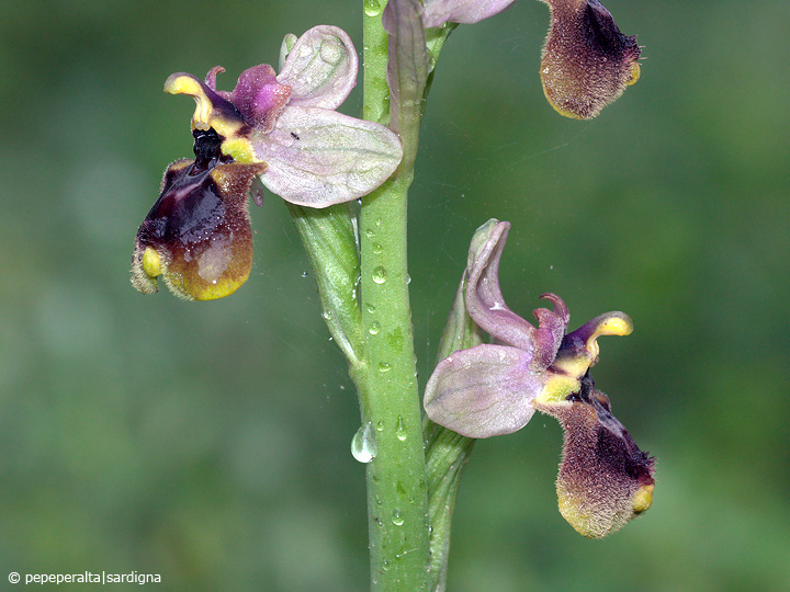 Ophrys normanii J.J.Wood (pro hybr.), 1983