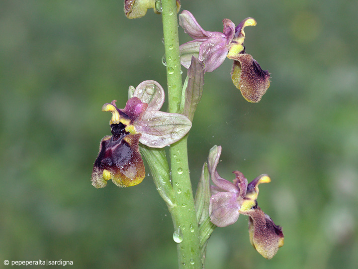 Ophrys normanii J.J.Wood (pro hybr.), 1983