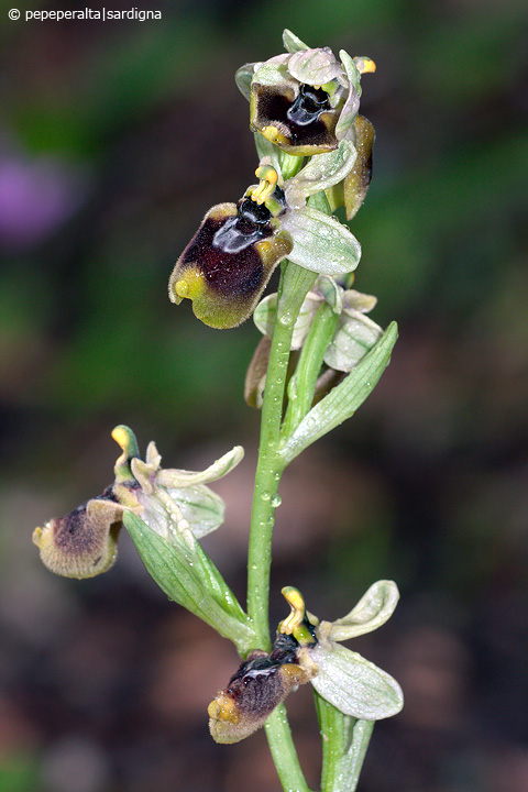 Ophrys normanii J.J.Wood (pro hybr.), 1983