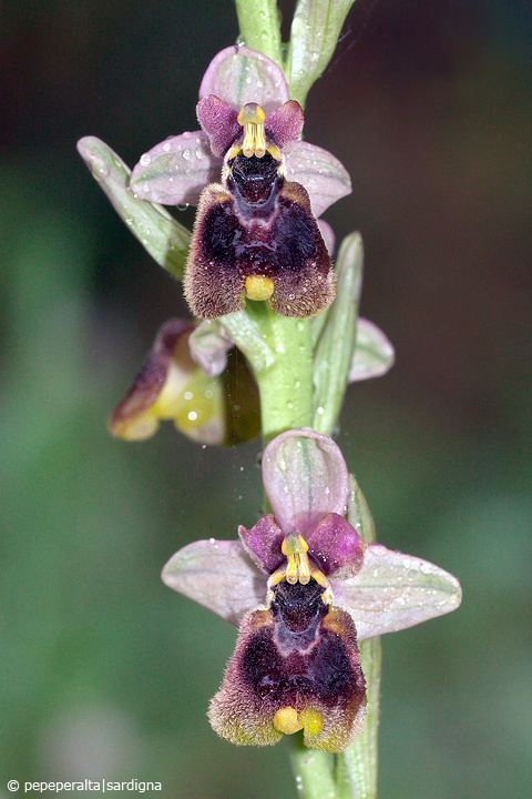 Ophrys normanii J.J.Wood (pro hybr.), 1983