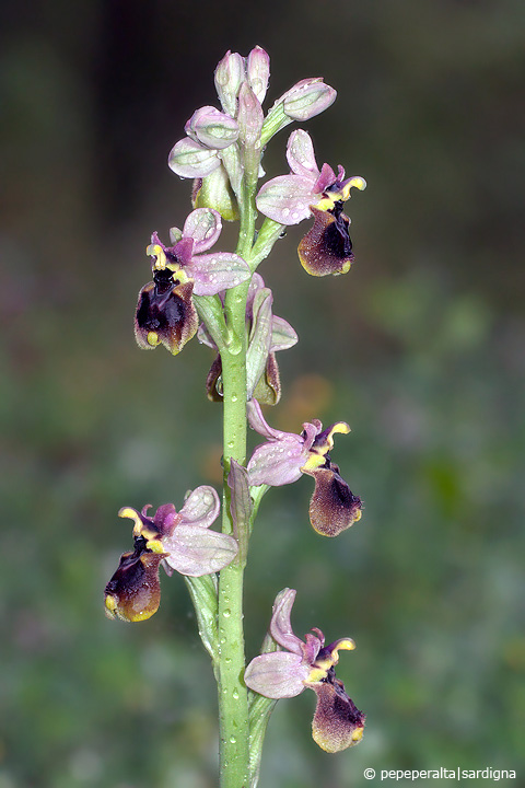 Ophrys normanii J.J.Wood (pro hybr.), 1983