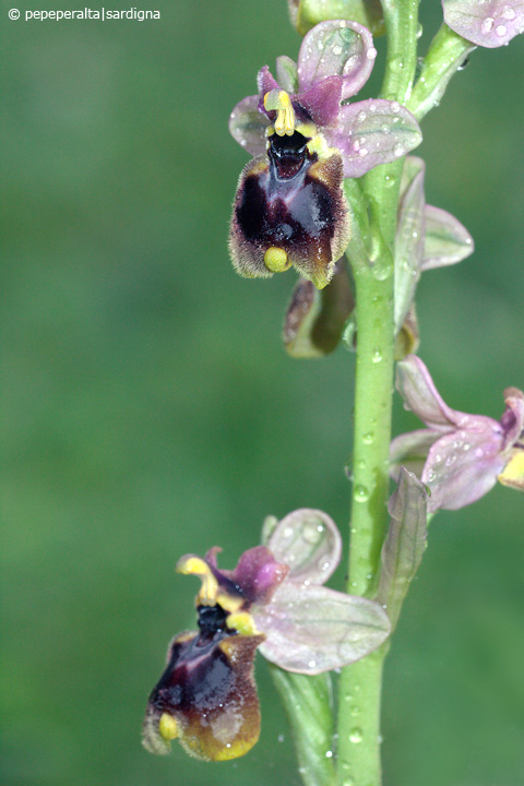 Ophrys normanii J.J.Wood (pro hybr.), 1983