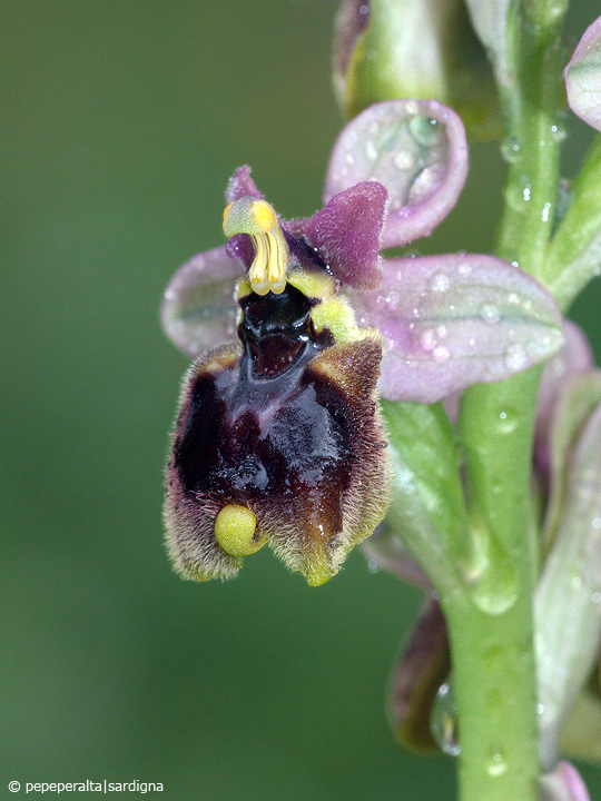 Ophrys normanii J.J.Wood (pro hybr.), 1983