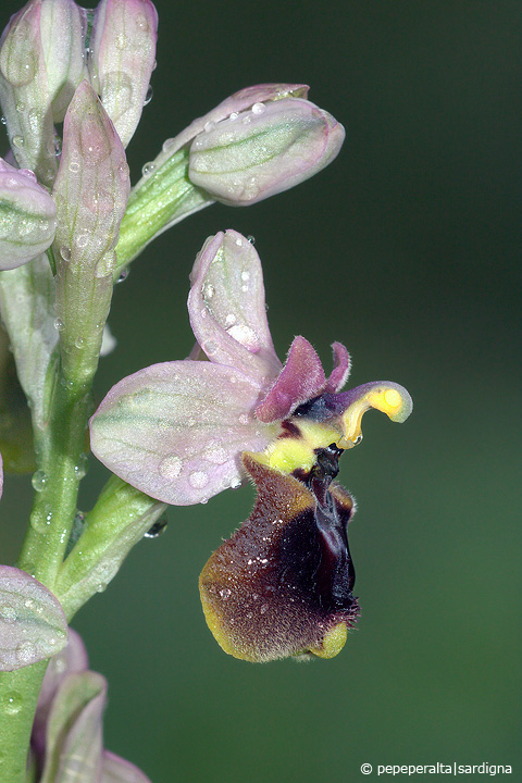 Ophrys normanii J.J.Wood (pro hybr.), 1983