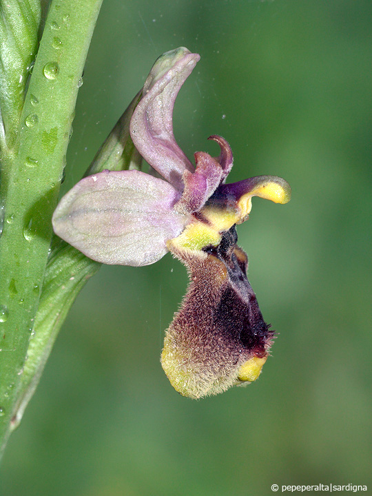 Ophrys normanii J.J.Wood (pro hybr.), 1983