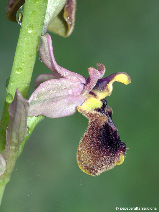 Ophrys normanii J.J.Wood (pro hybr.), 1983