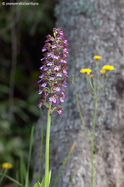 Orchis purpurea