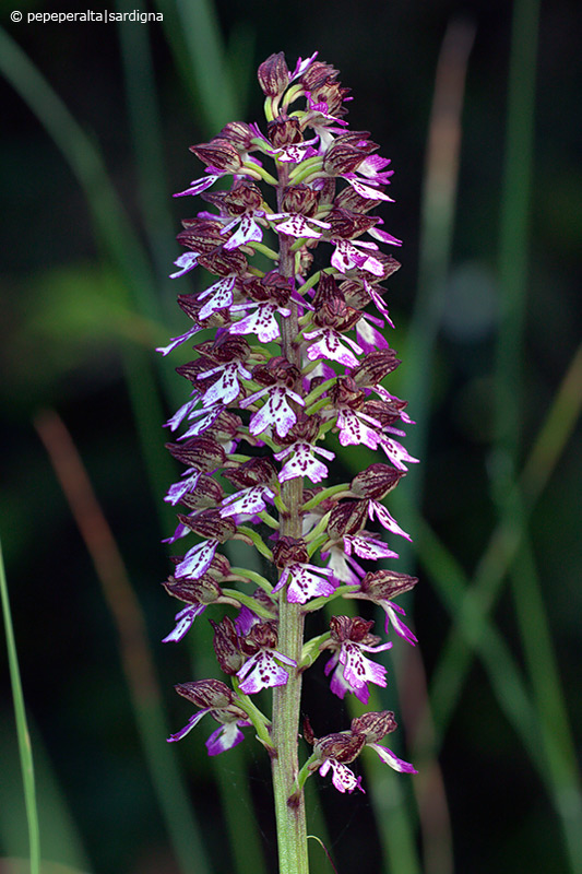 Orchis purpurea