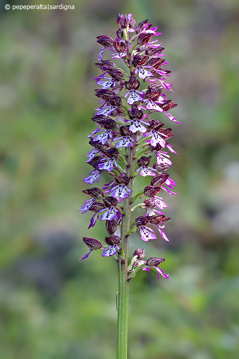 Orchis purpurea