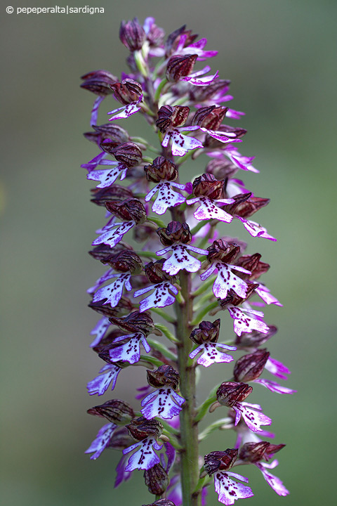 Orchis purpurea