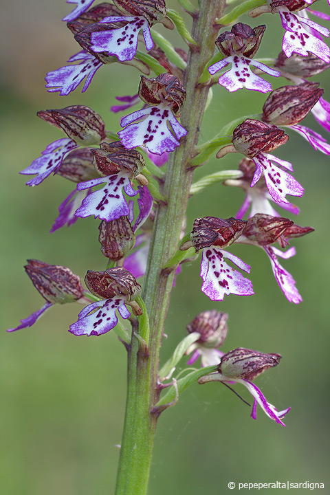 Orchis purpurea