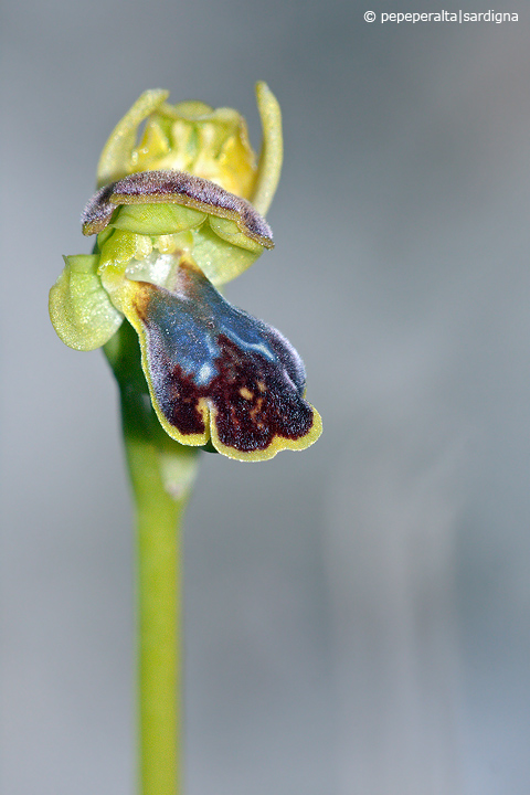 Ophrys ortuabis dal Sinis