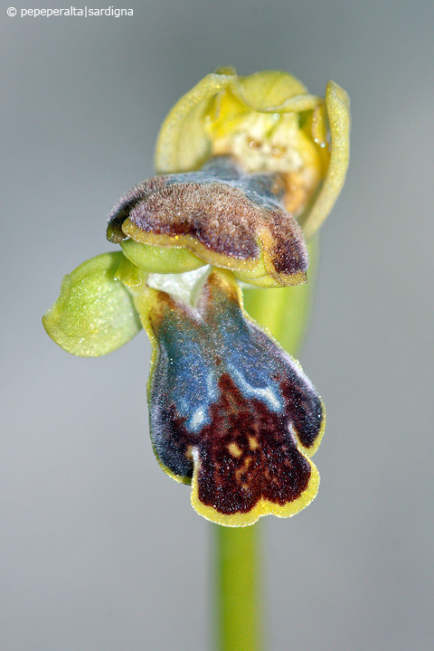 Ophrys ortuabis dal Sinis