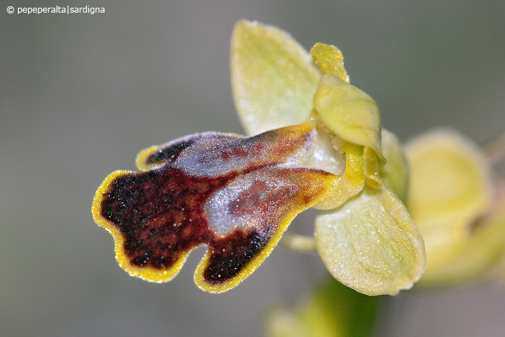 Ophrys ortuabis dal Sinis